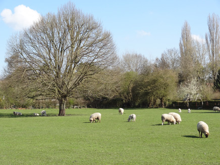 Moutons